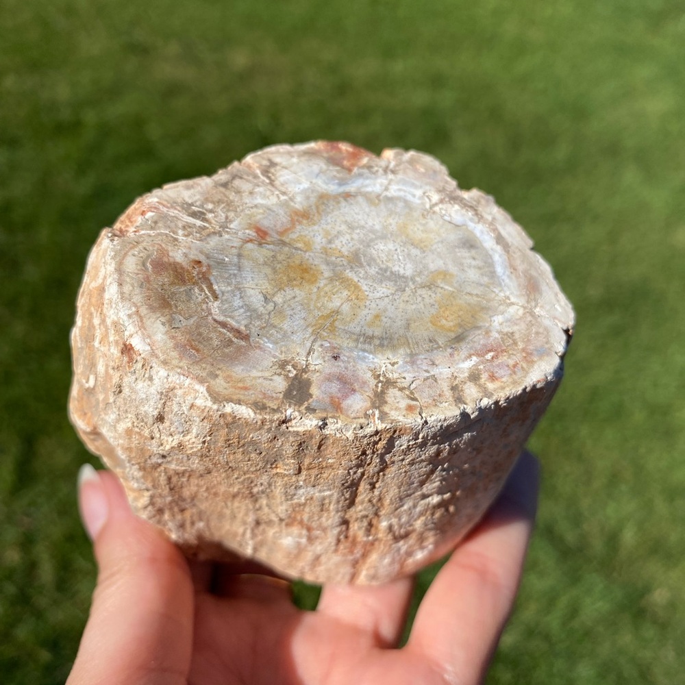 Petrified Wood